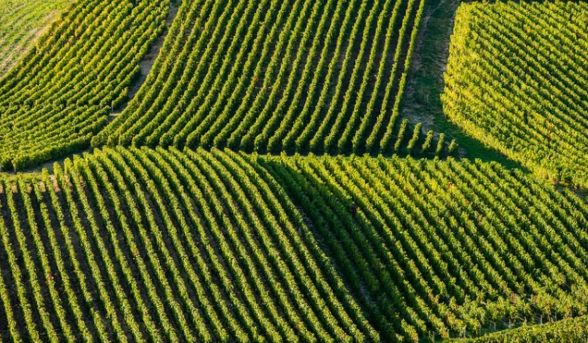 Domaine du Vieux Vauvert